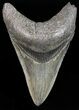 Serrated, Lower Megalodon Tooth - Georgia #55685-1